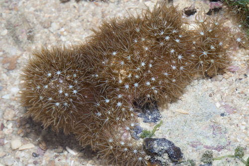 Briareum hamrum