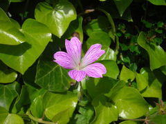 Geranium endressii