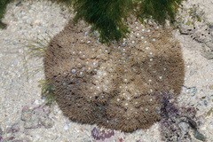 Duncanopsammia peltata