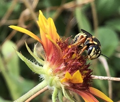 Dianthidium