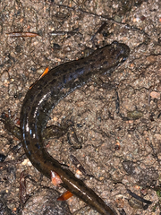 Desmognathus fuscus image