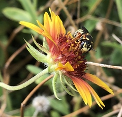 Dianthidium