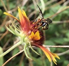 Dianthidium