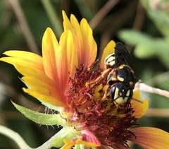 Dianthidium