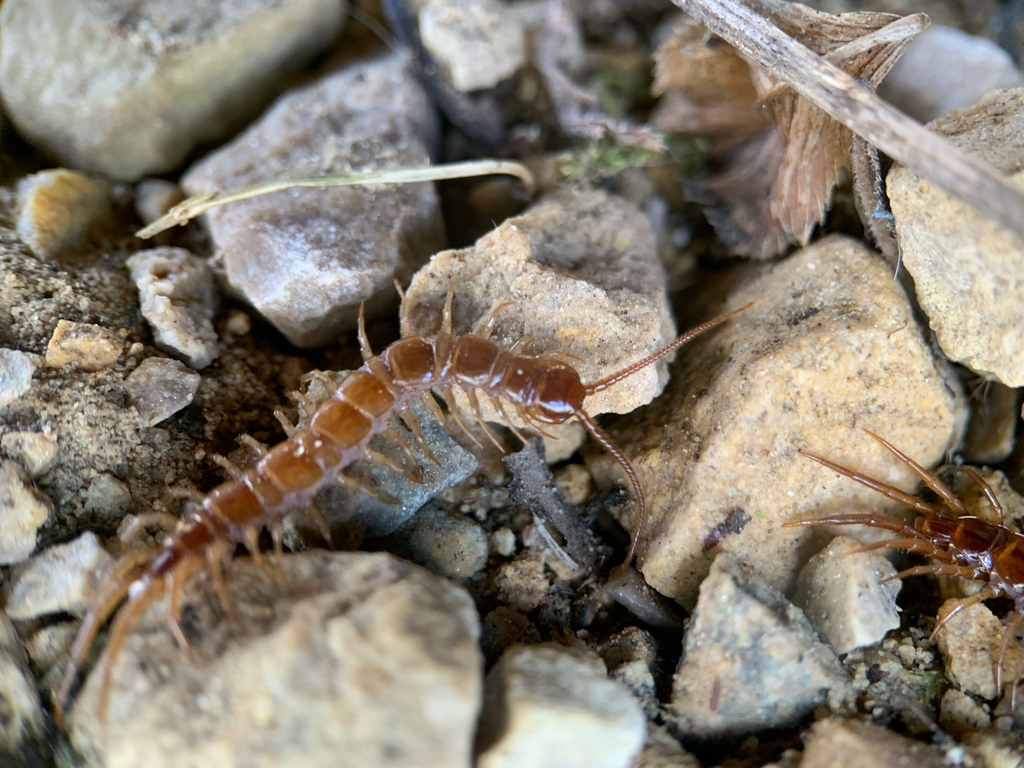 Lithobiidae from CTH-F, Arcadia, WI, US on April 19, 2025 at 01:08 PM ...