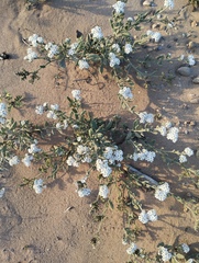 Scorpionweed (Heliotropium erosum)