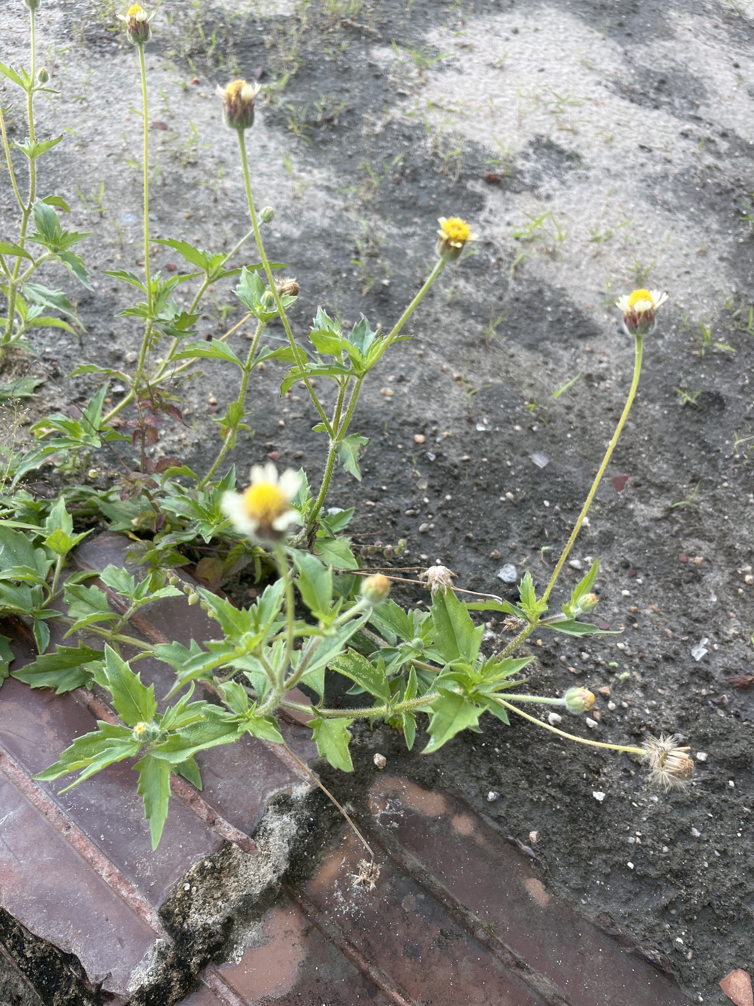Tridax procumbens