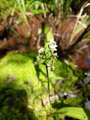 Platanthera clavellata