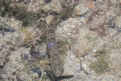 Cryptocentrus maudae