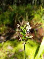Platanthera clavellata