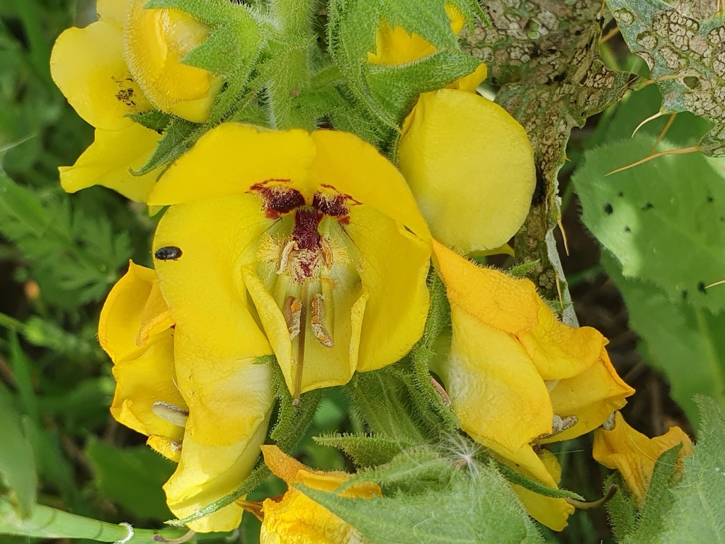 Verbascum creticum; photograph (c) Mehdi Chetibi, some rights reserved (CC BY)