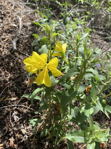 iNaturalist observation photo of tall evening primrose