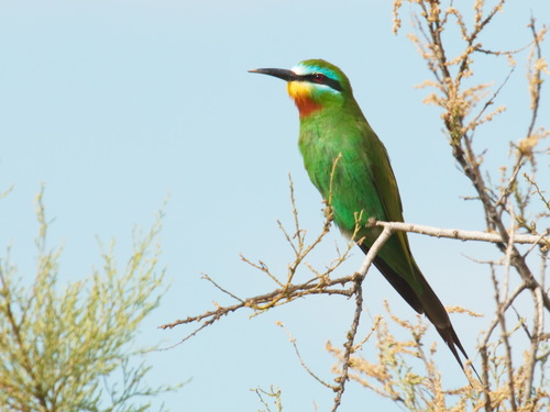 Abejaruco persa (Merops persicus)