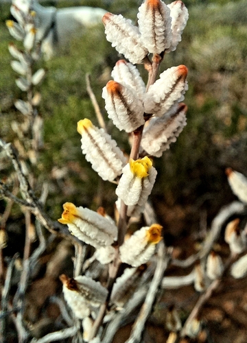 Astroloba spiralis