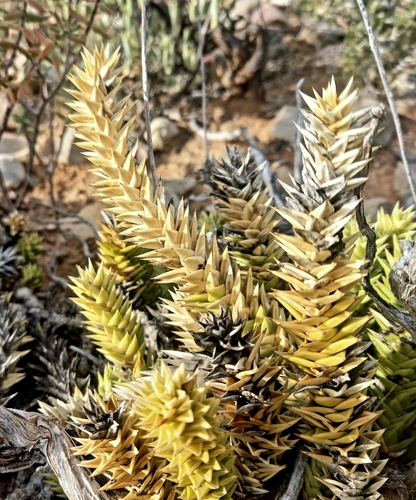 Astroloba spiralis