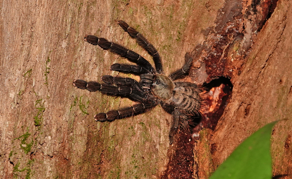 Malaysian Earth Tiger Tarantula