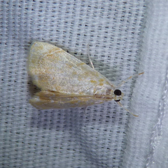 Glaphyria glaphyralis