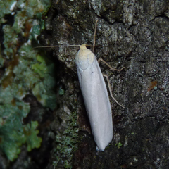 Crambidia xanthocorpa