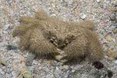 Pilumnus vespertilio