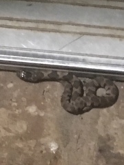 Nerodia sipedon