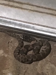 Nerodia sipedon