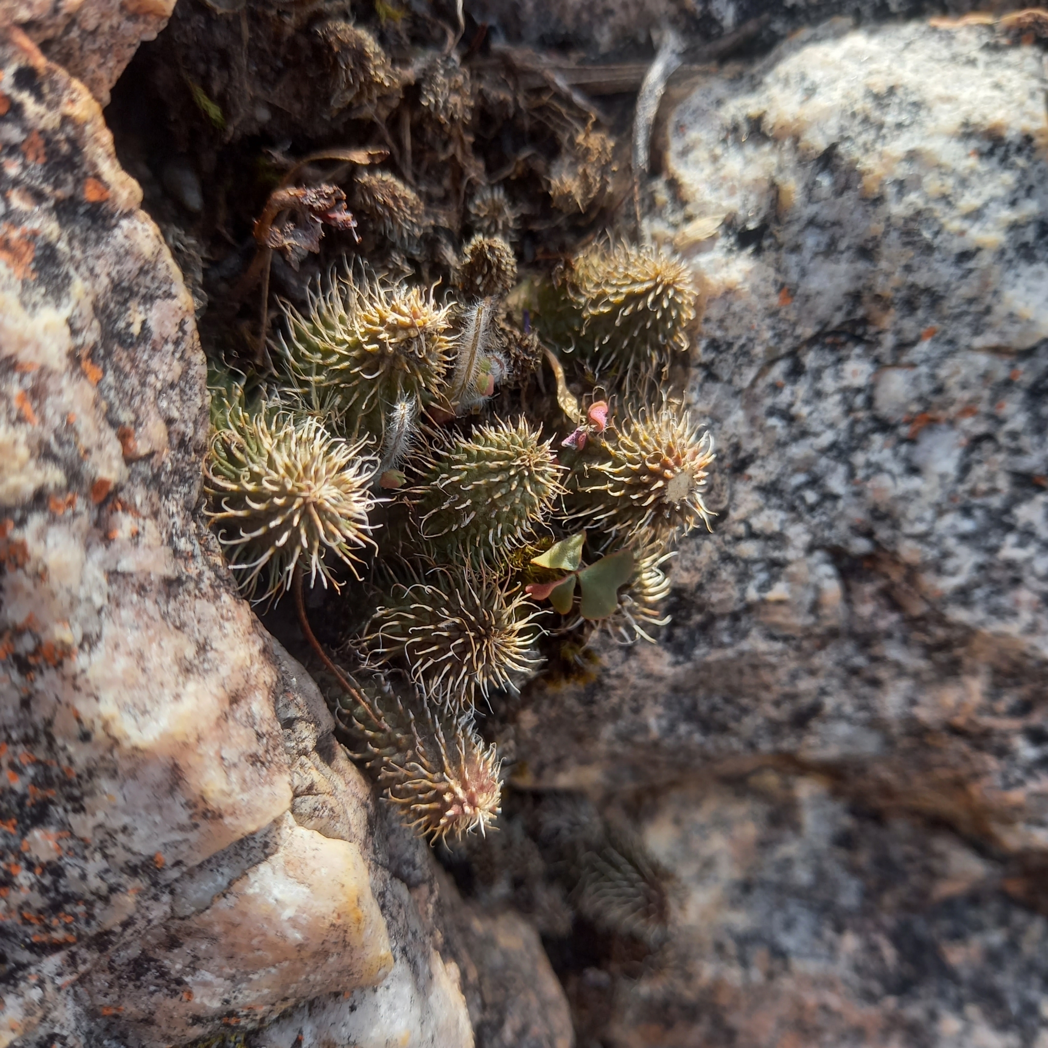 Huernia pillansii