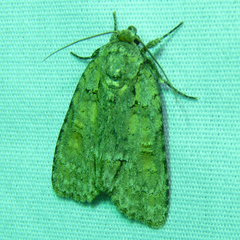 Acronicta immodica