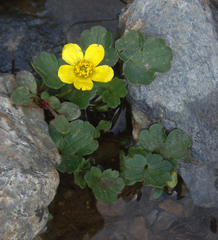 Ranunculus cymbalariifolius