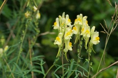 Linaria vulgaris