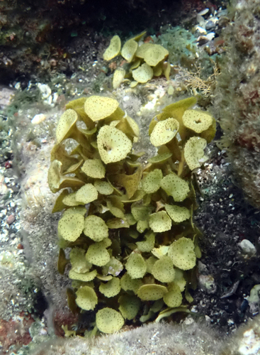 Turbinaria tricostata observed 2025-04-19