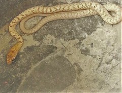 Masticophis flagellum