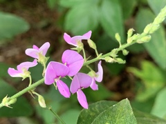 Desmodium canescens