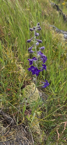 Image of Delphinium menziesii by no rights reserved