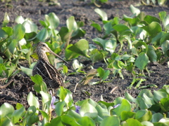 Gallinago paraguaiae