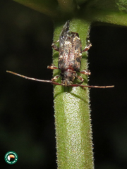Oedopeza maculatissima
