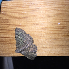 Lepidoptera