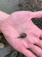 Lepidurus arcticus