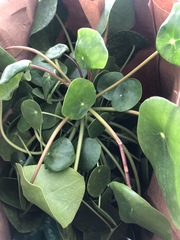 Pilea peperomioides