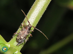 Oedopeza maculatissima