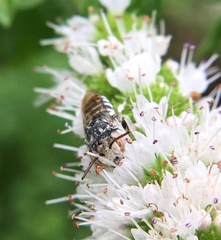 Coelioxys coturnix