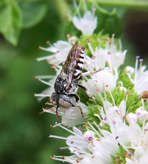 Coelioxys coturnix