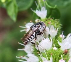 Coelioxys coturnix