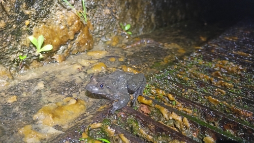 Tyrrhenian Painted Frog, Sardegna, IT, photo 9 of 10
