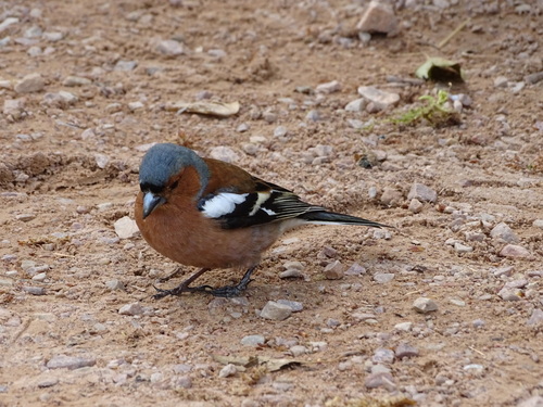 Common Chaffinch