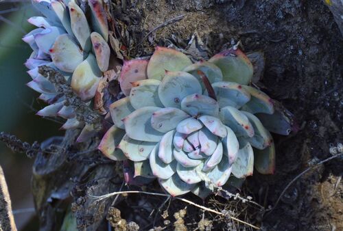 Foto de Echeveria