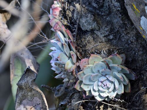 Foto de Echeveria