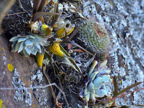 Foto de Echeveria