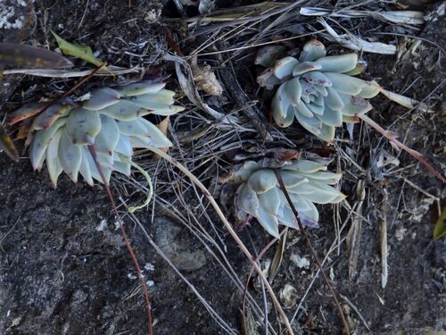 Foto de Echeveria
