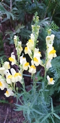 Linaria vulgaris