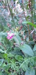 Silene dioica